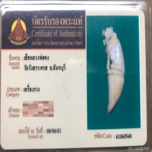 เขี้ยวเสือ หลวงพ่อคง วัดวังสรรพรส พร้อมบัตรรับรอง 