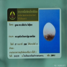 ลูกอมพระปลัดปาน วัดตุ๊กตา
