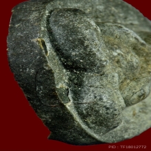 ปิดตากนกข้างตะกรุดคู่เงิน