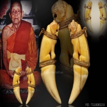 เขี้ยวเสือ(ตัวดารา2)หลวงพ่อคง วัดวังสรรพรส จันทบุรี