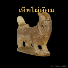 ๙แพะหลวงพ่อลัด วัดหนองกระบอก บรามั่นเขาเผือกสวยแชมป์๙