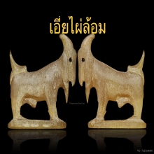 ๙แพะหลวงพ่อลัด วัดหนองกระบอก บรามั่นเขาเผือกสวยแชมป์๙