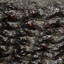 ตะกรุดหนังเสือสามห่วงหลวงพ่อเบี้ยว วัดใหม่สุคนธาราม