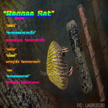 “Reggae Set !!!” 