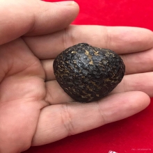 หมากทุยหลวงปู่เอี่ยม วัดหนัง ทรงหัวใจไก่นิยม