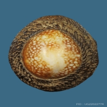 เบี้ยแก้หลวงพ่อภักตร์ วัดโบสถ์