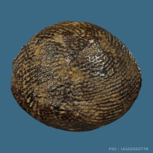 เบี้ยแก้หลวงพ่อภักตร์ วัดโบสถ์