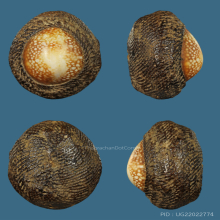 เบี้ยแก้หลวงพ่อภักตร์ วัดโบสถ์