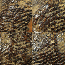 เบี้ยแก้หลวงพ่อภักตร์ วัดโบสถ์