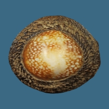 เบี้ยแก้หลวงพ่อภักตร์ วัดโบสถ์