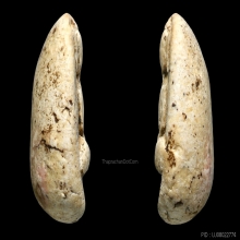 พระวัดพลับ พิมพ์พุงป่องเล็ก + ตลับทอง