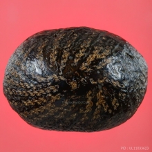 เบี้ยแก้ หลวงปู่บุญ วัดกลางบางแก้ว