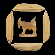 แพะ หลวงพ่ออ่ำ วัดหนองกะบอก จ.ระยอง