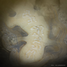 จิ้งจกสาริกาหลวงปู่หน่าย ตลับทองฝังเพชร