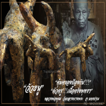 “วัวธนู” (ตัวครู) หลวงพ่อพุฒ วัดกลางบางพระ จ.นครปฐม