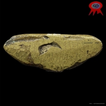 รูปหล่อโบราณหลวงพ่อจง [แชมป์งานสมาคม] วัดหน้าต่างนอก