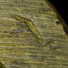 รูปหล่อ พระพุทธชินราชอินโดจีน 2485  