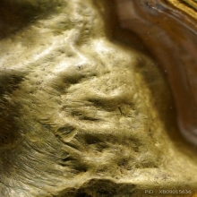 สังกัจจายน์ อาจารย์ดิษฐ์ นิยม วัดปรางค์ชัย ปี ๒๔๘๐