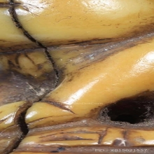 เสือ ล.พ.ปาน วัดบางเหี้ย จ.สมุทรปราการ