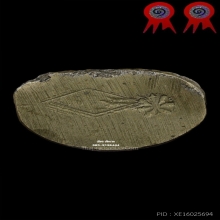 ชินราชอินโดจีน [แชมป์งานสมาคมฯ/รางวัลสามพราน] พิมพ์ต้อ