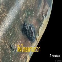 อ.เทพ สาริกบุตร ออกวัดสุทัศน์ เนื้ออัลปาก้า