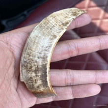 เขี้ยวหมูป่าหลวงปู่ฟู วัดบางสมัคร