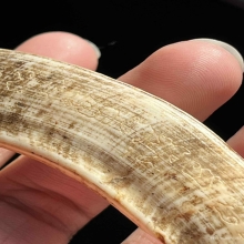 เขี้ยวหมูป่าหลวงปู่ฟู วัดบางสมัคร