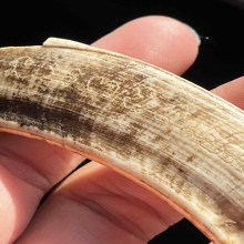 เขี้ยวหมูป่าหลวงปู่ฟู วัดบางสมัคร