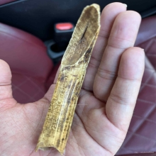 เขี้ยวหมูป่าหลวงปู่ฟู วัดบางสมัคร