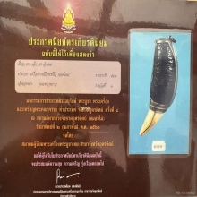 เขี้ยวเสือโคร่ง 4 นิ้ว ลงรักถักเชือก เก่าทะลุ 100 ปี