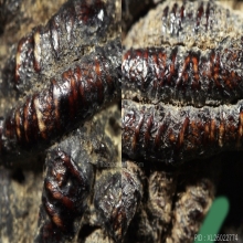 แหวนพิรอด11ยอด หลวงปู่ยิ้ม วัดหนองบัว หายากสุด