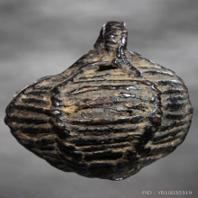 หมากดีที่วัดหนัง หลวงปู่เอี่ยม