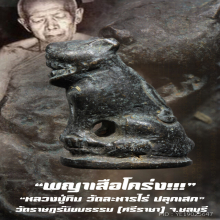 “พญาเสือโคร่ง” วัดราษฎร์นิยมธรรม อ.ศรีราชา จ.ชลบุรี