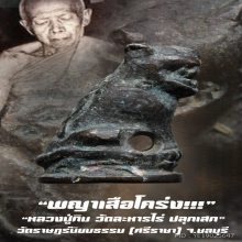 “พญาเสือโคร่ง” วัดราษฎร์นิยมธรรม อ.ศรีราชา จ.ชลบุรี