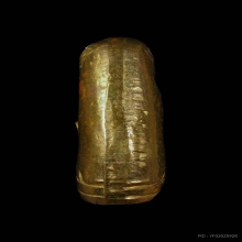 เสือปีกกา