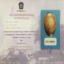 เบี้ยแก้ หลวงพ่อคำ วัดโพธิ์ปล้ำ จ.อ่างทอง