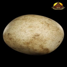 ลูกอมยุคต้น อ.เนตร วัดตุ๊กตา เนื้อผง ปี2500 สภาพสวย หายากมาก