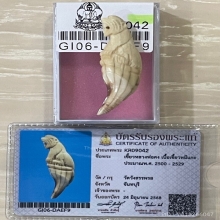 +บัตรสมาคม เขี้ยวแกะขนาดใหญ่ เสือหลวงพ่อคง วัดวังสรรพรส