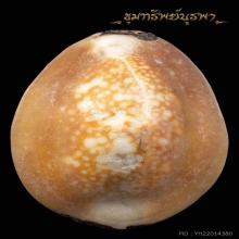 เบี้ยแก้ ปู่คำ วันเดียวครับ ราคานึ้
