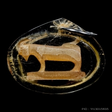 แพะหลังตรง หลวงพ่อลัด วัดหนองกระบอก