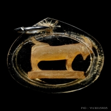 แพะหลังตรง หลวงพ่อลัด วัดหนองกระบอก