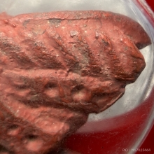 มหาว่านยาสัก รูปพญาครุฑล้านนา