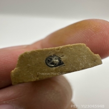 (1) พระผงของขวัญ หลวงปู่โต๊ะ ปี2521 เนื้อเกสร มีตะกรุด 