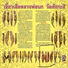 เสือหลวงพ่อนก วัดสังกะสี(เขี้ยวเสือ)
