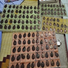 มี 150 เหรียญ เหรียญหลวงพ่อมี วัดมารวิชัย รุ่น 3 ปี 2525