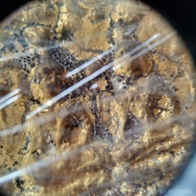 พระลีลาใบขนุน กรุวัดราชบูรณะ