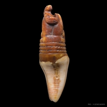 เสือ หลวงพ่อนก วัดสังกะสี