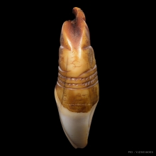 เสือ หลวงพ่อนก วัดสังกะสี