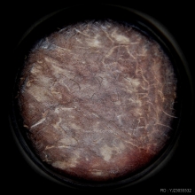 ราหูกะลาแกะญาท่านสวน วัดนาอุดม ขอบงาพิเศษ