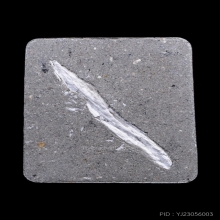 กระดูกผี หลวงพ่อชำนาญ วัดชิน